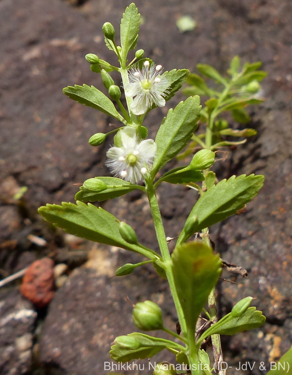 Scoparia dulcis L.